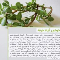 خرفه خشک فله|خوردنی و آشامیدنی|تهران, جنت‌آباد جنوبی|دیوار