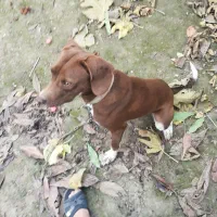 دنبلان یاب حرفه ای|سگ|کلاله, |دیوار