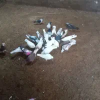 کفتر|پرنده|مهربان, |دیوار