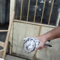 کبوتر غریب