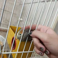 عروس هلندی نر