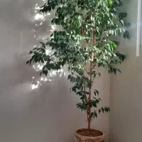 بنجامین ۱۲ ساله سرحال|گل و گیاه طبیعی|تهران, افسریه شمالی|دیوار