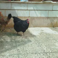 مرغ تخم گزار|حیوانات مزرعه|شیراز, صاحب الزمان|دیوار