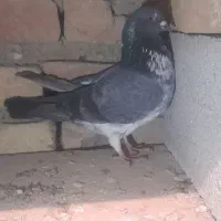 کفتر،کبوتر