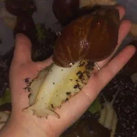 جوجه حلزون سه هفته ای به فروش میرسد ب