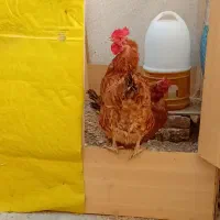 ۴ عدد مرغ تخم گذاری|حیوانات مزرعه|احمدآبادمستوفی, |دیوار