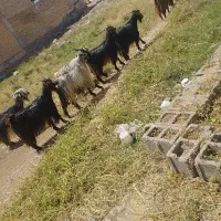 بز شیری با بزغاله