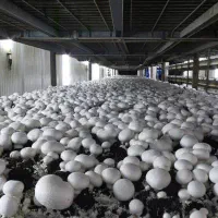 دوره مجازی آموزش پرورش قارچ خوراکی