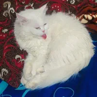 گربه پرشین|گربه|جیرفت, |دیوار