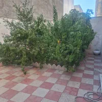 اجاره خانه ویلایی اول فاز۵گلشهر۱۸متری|اجارهٔ خانه و ویلا|زنجان, |دیوار