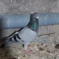 فروش کبوتر|پرنده|میانه, |دیوار