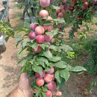 هرس و اصلاح باغ|خدمات باغبانی و درختکاری|خان ببین, |دیوار