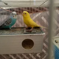 یک عدد عروس هلندی ودو عدد مرغ عشق|پرنده|سربیشه, |دیوار