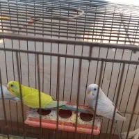 جوجه مرغ عشق|پرنده|اندیمشک, |دیوار