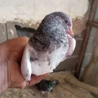 بهترینها پرشی باهوش فروش فوری