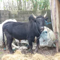 ورزا جنگی به فروش میرسد