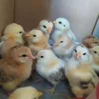 جوجه رسمی . گلین و گلپایگانی و مرندی