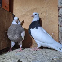 یک جفت جوجه طوقی