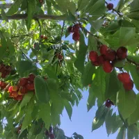 گیلاس درجه یک