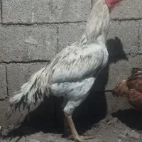 خروس لاری