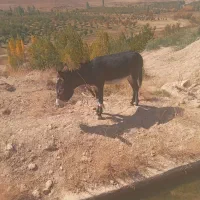 یک‌عدد‌ماده‌خر‌جوان