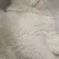 واگذاری گربه پرشین کلاسیک