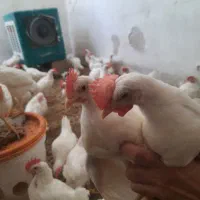 مرغچه