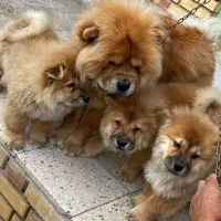 چاوچاو