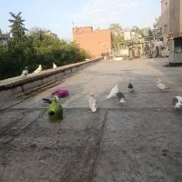 کبوتر