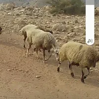 میش آبستن ۳۰ عدد ۴ماه ابستن همه جهال و شیره دار|حیوانات مزرعه|پلدختر, |دیوار