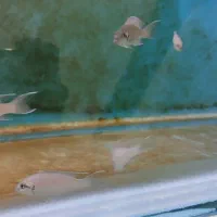 بریچاردی مولد|ماهی|مشهد, شهرک امام هادی (شهرک غرب)|دیوار