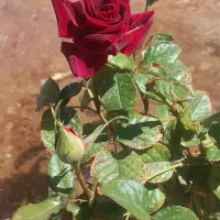سمپاشی برا باغ پسته رفسنجان  جنگل