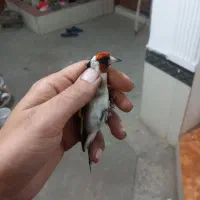 جوجه سرهای امسال کلکسیونی|پرنده|نهاوند, |دیوار