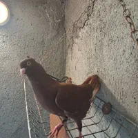 . زاغ و سرخ دم سفید