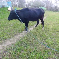 گاو لیشه دورگ