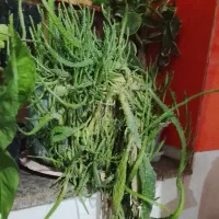 انواع گل|گل و گیاه طبیعی|نقده, |دیوار