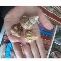 سه عدد حلزون دریاییه کلکسیونی