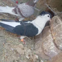 کبوتر|پرنده|زابل, |دیوار