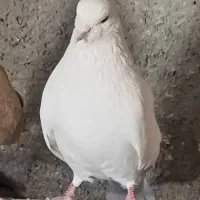 کبوتر کفتر شمرونی