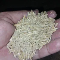 جو دیم تمیز درجه یک برای بذر