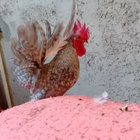 ۳عدد خروس چاپنیز هزارگل