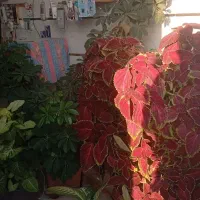 گل طبعیی|گل و گیاه طبیعی|اهر, |دیوار