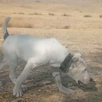 توله سگ ماده آلابای