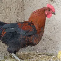 خروس محلی سیاه