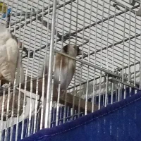 سهره مست مست بخوان دهن مجلسی|پرنده|صحنه, |دیوار