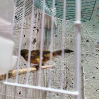 یک عدد جوجه قناری نر صددرصد