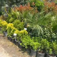 باغبانی سم پاشی هرس کاری تضمینی شبانه روزی
