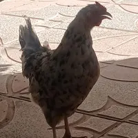مرغ لری پر خال