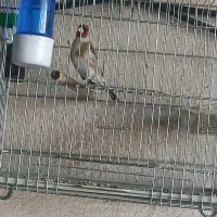 سهره کرمانشاهی بخون مست3ساله