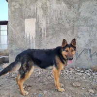 سگ ژرمن برای جفتگیری